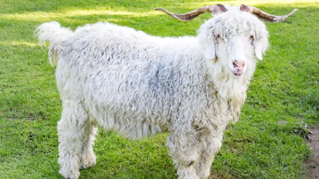 A fluffy, white goat with long, curly fur stands in a grassy field, showcasing its goat fiber, important for the ecosystem.
