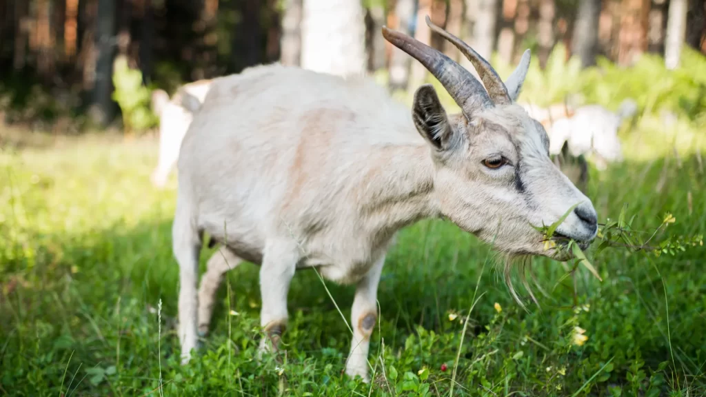 A goat with short fur munching on grass, demonstrating the natural process of fiber production for various uses.