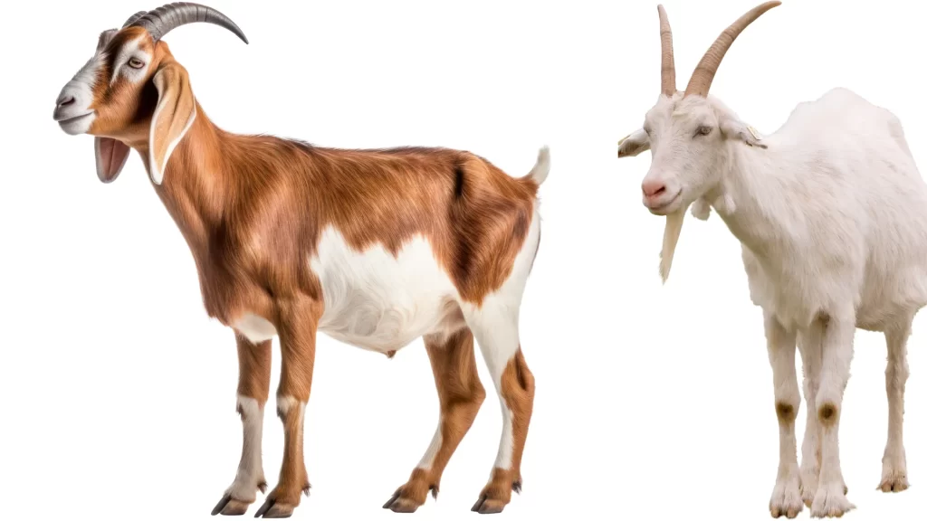 A pair of goats, one with brown fur and the other white, both with prominent horns, represent different goat breeds that provide essential fibers.