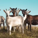 What are Goat Fiber Ecosystem Importance: All You Need to Know