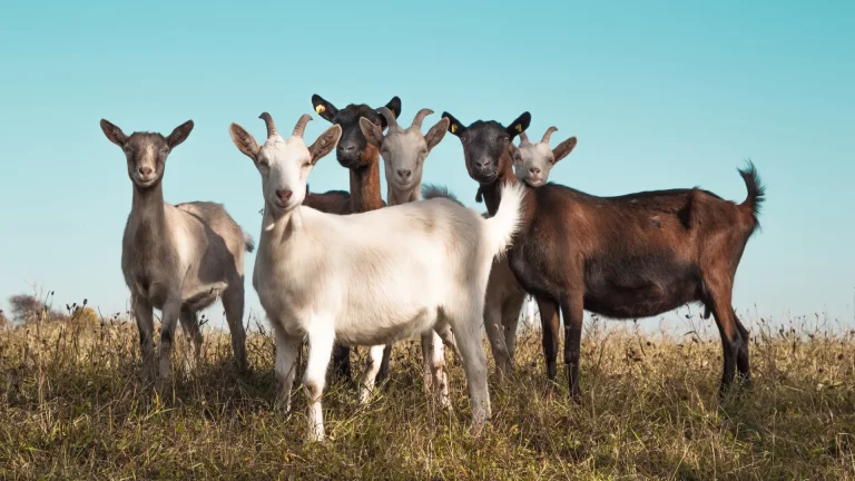 A group of goats of varying colors standing together, all with small horns, highlighting their contribution to the ecosystem. That Result of what are goat fiber ecosystem importance.